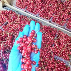 Frenk üzümü